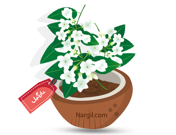 Nargil_Stephanotis Floribunda